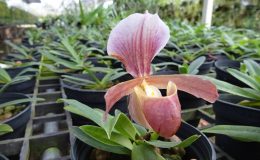 Paph.-helenae-X-Paph.charlerworthii