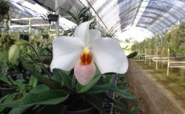 Paph.Armeni-white