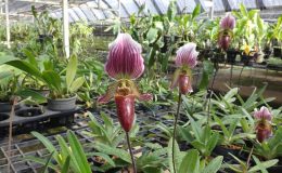 Paph.Juno-Paph.fairrieanum-x-Paph.callosum-