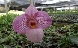 Paph.Magic-Lantern
