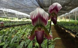 Paph.callosum-Laos