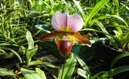 Paph.charlesworthii-X-Paph.spicerianum-