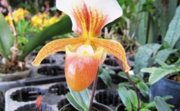 Paph.charlesworthii-drawf-x-Pahh.helenae