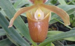 Paph.charlesworthii-x-Paph.helenae