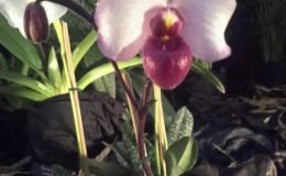 Paph.delennatii