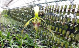 Paph.dianthum