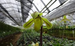 Paph.duryii-