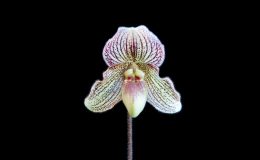 Paph.fairrieanum-x-Paph.bellatulum