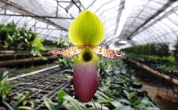 Paph.glaucophyllum-