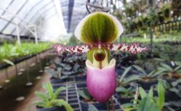 Paph.liemianum
