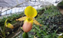 Paph.primulinum-var.purpurascens