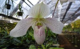 Paph.siamense-x-Paph.niveum