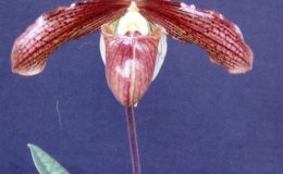Paph.sukhakulii-x-Paph.charlesworthii