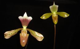 Paph.tonsum