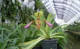 Paph.triginum