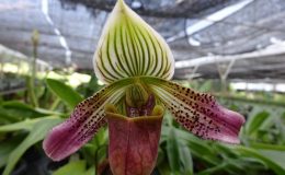 Paph.urbanianum