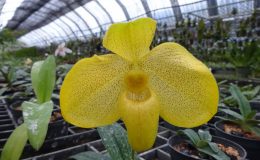 Paphiopedilum-Fumi-Gold