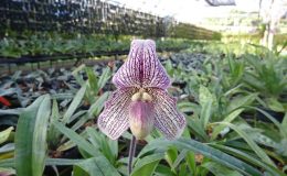 Paphiopedilum-Iona-