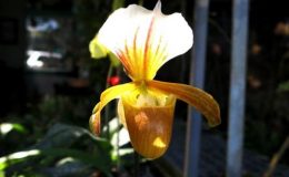 Paphiopedilum-Wossner-Helene-charlesworthii-x-helenae-