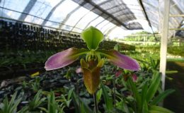 Paphiopedilum-appletonianum