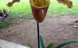 Paphiopedilum-barbigerum-var.-surivongii
