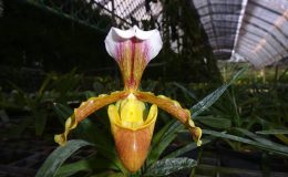 Paphiopedilum-barbigerum-var.coccinium-