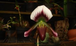Paphiopedilum-callosum-var.thailandense