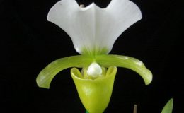 Paphiopedilum-charlesworthii-alba-