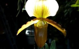 Paphiopedilum-charlesworthii-x-Paphiopedilum-primulinum-