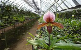 Paphiopedilum-charlesworthii-x-Paphiopedilum-sukhakulii-