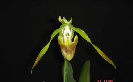 Paphiopedilum-dianthum
