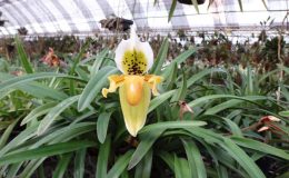 Paphiopedilum-exul