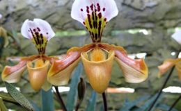 Paphiopedilum-gratrixianum-Mast.-Rolfe-1905-