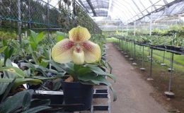 Paphiopedilum-hangianum-x-Paphiopedilum-leucochilum