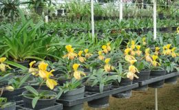 Paphiopedilum-helenae