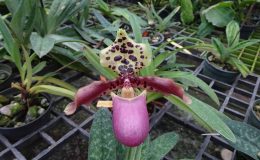 Paphiopedilum-henryanum