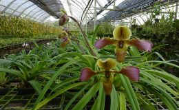 Paphiopedilum-hirsutissimum-