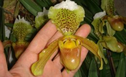 Paphiopedilum-insigne