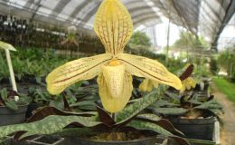 Paphiopedilum-josianae