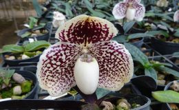 Paphiopedilum-leuchochilum