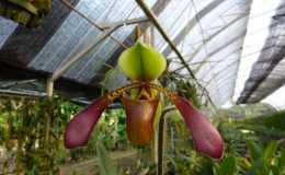 Paphiopedilum-lowii-