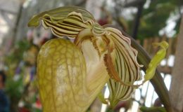 Paphiopedilum-ooi