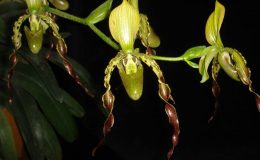 Paphiopedilum-parishii-