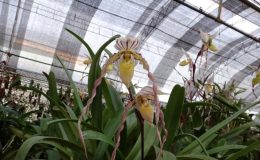 Paphiopedilum-philippinense-1