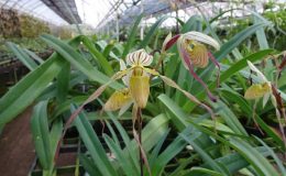 Paphiopedilum-philippinense-dwarf