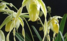 Paphiopedilum-philippinense-semi-alba