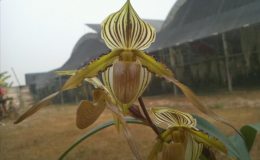 Paphiopedilum-prestans