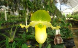 Paphiopedilum-primulinum