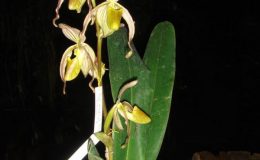 Paphiopedilum-randsii-