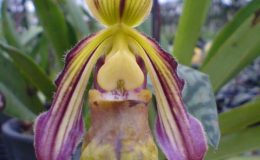 Paphiopedilum-sangi